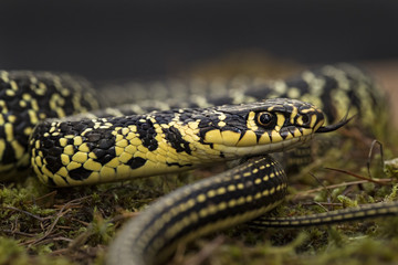 Animal