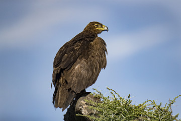 Animal