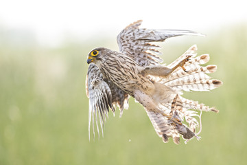 Obraz premium Animal