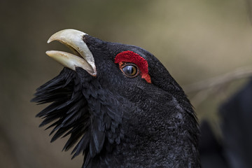 Animal
