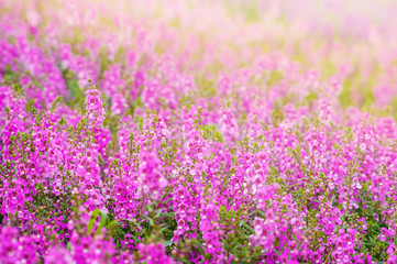pink and purple Angelonia goyazensis Benth flower fields, looks like lavender originated from japan almost growth in summer time