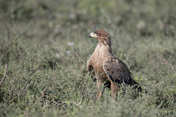 Animal