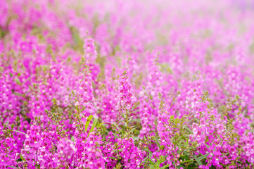 Obraz premium pink and purple Angelonia goyazensis Benth flower fields, looks like lavender originated from japan almost growth in summer time