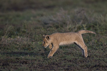 Lion