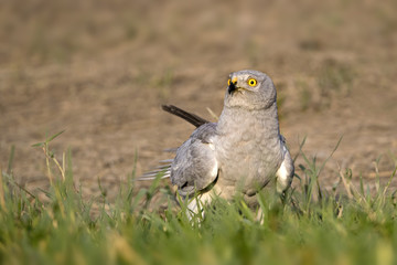Hen harrier