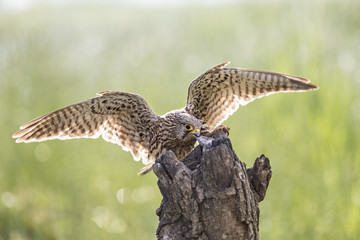 Animal