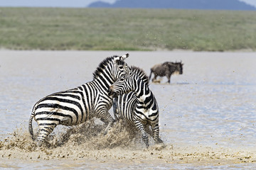 zebra