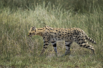 serval