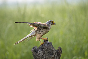 Animal