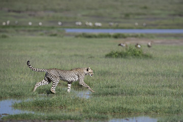 Cheetah
