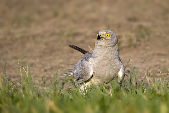 Hen Harrier