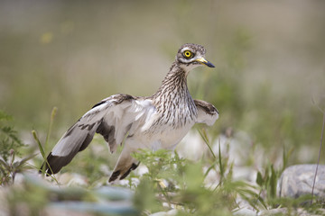 stone curlew