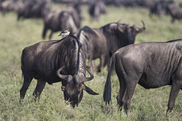 gnu