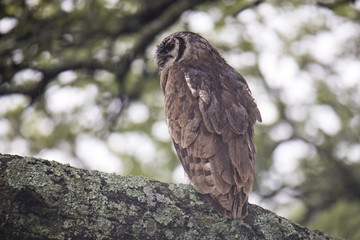 verreaux eagle owl