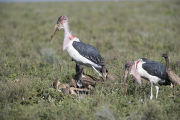 Marabou