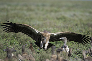 vulture