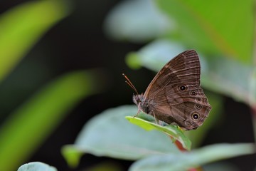 Butterfly from the Taiwan (Lethe insana formosana Fruhstorfer) Yudai mountains shade butterfly