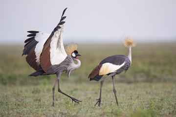 Crowned crane