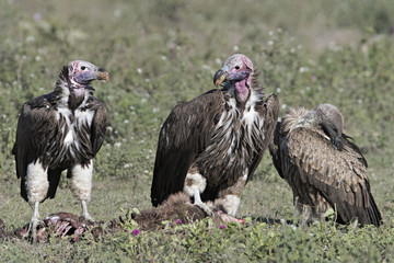 vulture