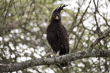 Long-crested eagle