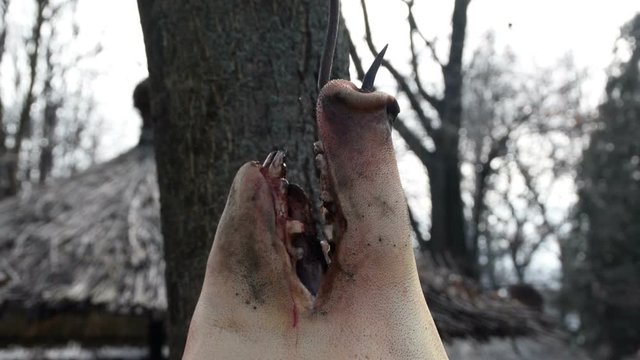 Head of a slaughtered pig hanging, hanging pig, snout