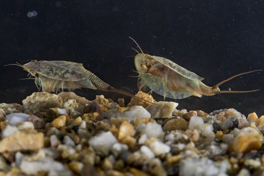 Triops
