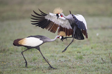 Crowned crane