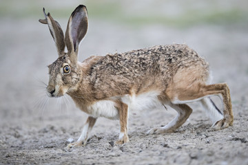 Animal © Fabrizio Moglia