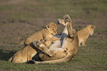 Lion