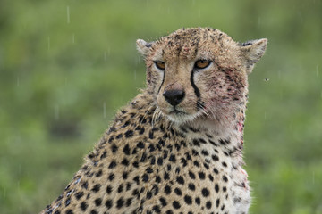 animal
