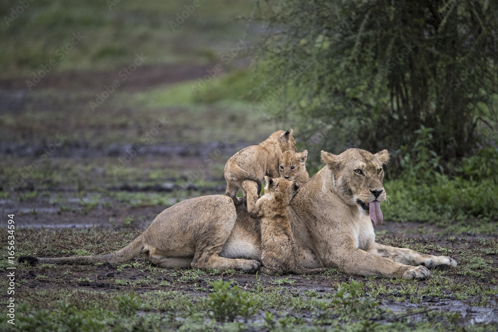 Canvas Prints Lion