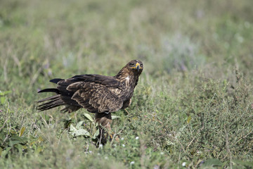 animal