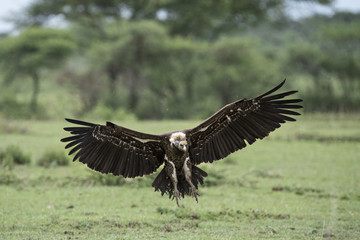 animal