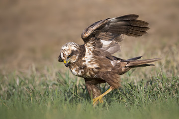 animal