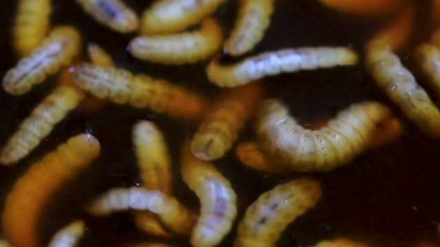 worm,Biological fermentation (EM) from fruit, for use in agriculture | Organic Farms.