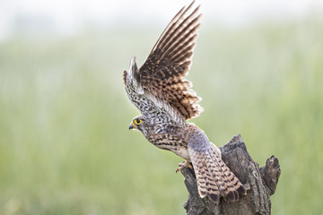 kestrel