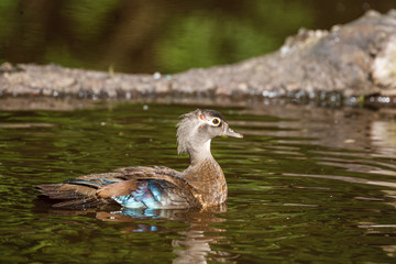 Female gray-brown wood duck on the lake at summer