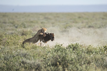 cheeta