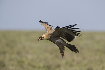 tawny eagle