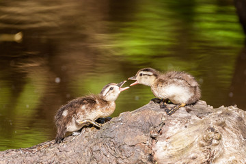 Two Wood Ducklings on tree in the lake Canada