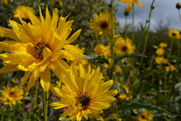 Girasoles patagonicos