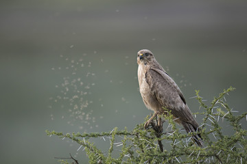 tawny eagle