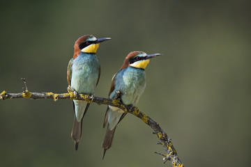 bee eater