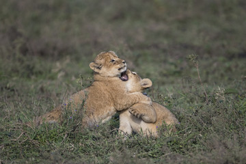 Lion