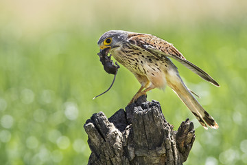 kestrel