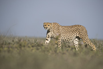 cheeta
