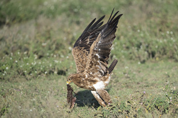 tawny eagle