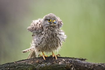 kestrel