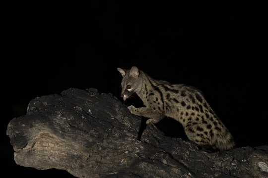 animal