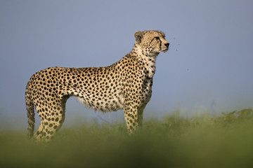 Cheetah